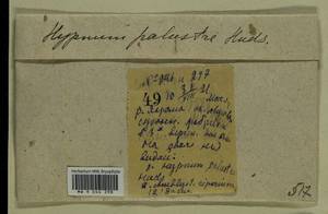 Hygrohypnum luridum (Hedw.) Jenn., Bryophytes, Bryophytes - Moscow City & Moscow Oblast (B6a) (Russia)