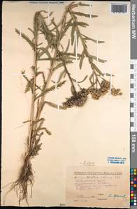 Achillea alpina subsp. alpina, Siberia, Russian Far East (S6) (Russia)