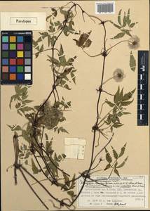 Clematis sibirica (L.) Mill., Siberia, Altai & Sayany Mountains (S2) (Russia)