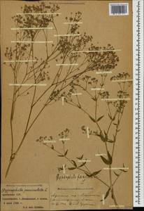 Gypsophila paniculata L., Caucasus, Armenia (K5) (Armenia)