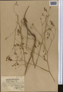 Bupleurum ferganense Linchevskii, Middle Asia, Western Tian Shan & Karatau (M3) (Kyrgyzstan)