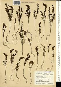 Odontites luteus (L.) Clairv., Crimea (KRYM) (Russia)