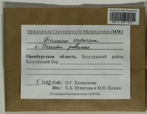 Dicranum scoparium Hedw., Bryophytes, Bryophytes - South Urals (B14) (Russia)