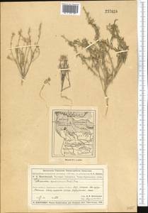 Tetracme recurvata Bunge, Middle Asia, Muyunkumy, Balkhash & Betpak-Dala (M9) (Kazakhstan)