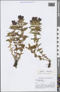 Gentiana dschungarica Regel, Siberia, Altai & Sayany Mountains (S2) (Russia)