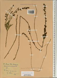 Asyneuma canescens subsp. canescens, Caucasus, Armenia (K5) (Armenia)