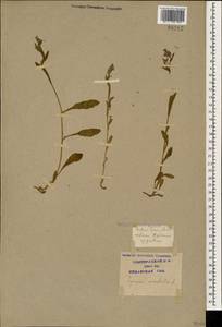 Lycopsis arvensis subsp. orientalis (L.) Kuzn., Caucasus, Krasnodar Krai & Adygea (K1a) (Russia)