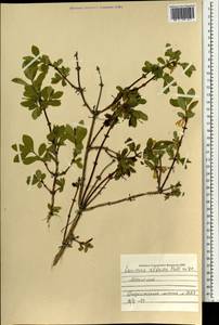 Lonicera caerulea subsp. altaica (Pall.) Gladkova, Mongolia (MONG) (Mongolia)