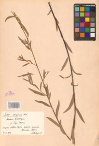 Salix songarica Andersson, Middle Asia, Syr-Darian deserts & Kyzylkum (M7) (Kazakhstan)