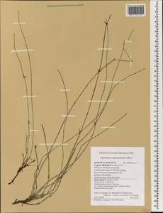 Equisetum ramosissimum Desf., South Asia, South Asia (Asia outside ex-Soviet states and Mongolia) (ASIA) (Cyprus)