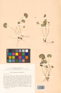 Chrysosplenium alternifolium L., Siberia, Russian Far East (S6) (Russia)