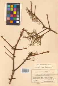 Picea koraiensis Nakai, Siberia, Russian Far East (S6) (Russia)