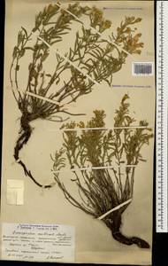 Dracocephalum multicaule Montbret & Aucher ex Benth., Caucasus, Armenia (K5) (Armenia)