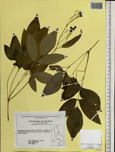 Caulophyllum robustum Maxim., Siberia, Russian Far East (S6) (Russia)