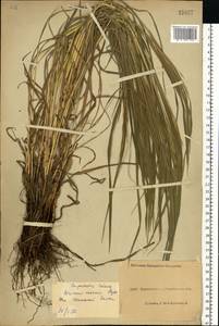 Bromus inermis Leyss., Eastern Europe, North Ukrainian region (E11) (Ukraine)