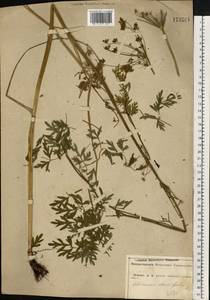Selinum carvifolia (L.) L., Eastern Europe, Central forest-and-steppe region (E6) (Russia)