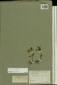 Bidens tripartita L., Eastern Europe, Volga-Kama region (E7) (Russia)
