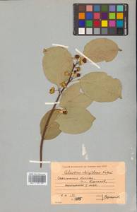 Celastrus orbiculatus Thunb., Siberia, Russian Far East (S6) (Russia)