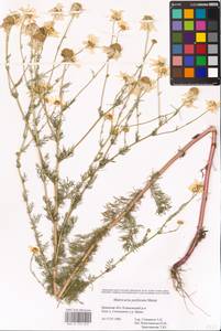Tripleurospermum inodorum (L.) Sch.-Bip, Eastern Europe, Western region (E3) (Russia)