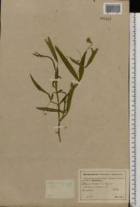 Lathyrus sylvestris L., Eastern Europe, Moscow region (E4a) (Russia)