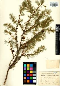 Larix gmelinii (Rupr.) Kuzen., Siberia, Baikal & Transbaikal region (S4) (Russia)