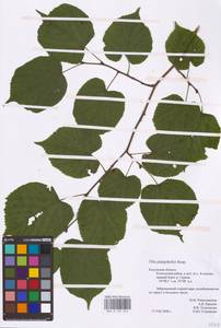 Tilia platyphyllos Scop., Eastern Europe, Central region (E4) (Russia)