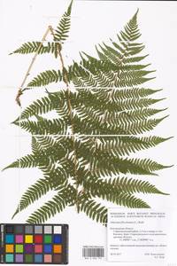 Athyrium filix-femina (L.) Roth, Eastern Europe, Central forest-and-steppe region (E6) (Russia)