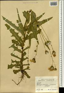 Sonchus arvensis L., Mongolia (MONG) (Mongolia)
