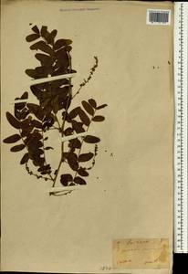 Gleditsia japonica Miq., South Asia, South Asia (Asia outside ex-Soviet states and Mongolia) (ASIA) (Japan)