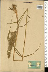 Calamagrostis epigejos (L.) Roth, Caucasus, Azerbaijan (K6) (Azerbaijan)