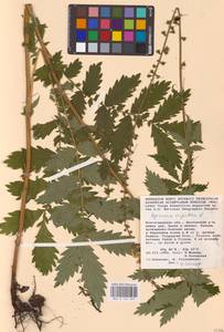 Agrimonia eupatoria L., Eastern Europe, Lower Volga region (E9) (Russia)