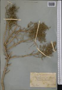 Kalidium foliatum (Pall.) Moq., Middle Asia, Caspian Ustyurt & Northern Aralia (M8) (Kazakhstan)