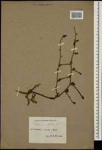 Cichorium intybus L., Caucasus, Azerbaijan (K6) (Azerbaijan)