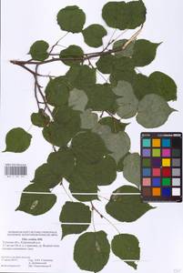 Tilia cordata Mill., Eastern Europe, Central region (E4) (Russia)