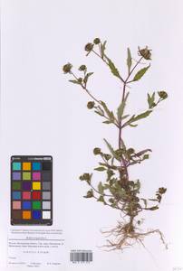 Bidens tripartita L., Eastern Europe, Moscow region (E4a) (Russia)