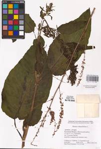 Rumex obtusifolius L., Eastern Europe, Central region (E4) (Russia)