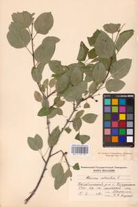 Rhamnus cathartica L., Eastern Europe, Moldova (E13a) (Moldova)