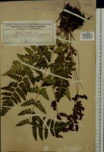 Dryopteris cristata (L.) A. Gray, Eastern Europe, Volga-Kama region (E7) (Russia)