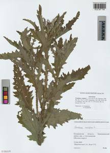 Carduus crispus L., Siberia, Altai & Sayany Mountains (S2) (Russia)