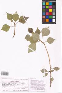 Populus nigra L., Eastern Europe, Moscow region (E4a) (Russia)