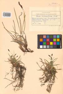 Carex microchaeta subsp. nesophila (Holm) D.F.Murray, Siberia, Chukotka & Kamchatka (S7) (Russia)