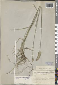 Agropyron cristatum (L.) Gaertn., Siberia, Baikal & Transbaikal region (S4) (Russia)