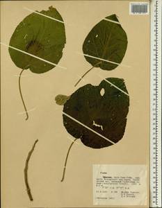 Ficus, Africa (AFR) (Ethiopia)