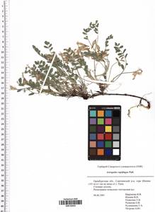 Astragalus rupifragus Pall., Eastern Europe, Eastern region (E10) (Russia)