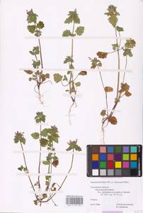 MHA 0 154 504, Lamium purpureum var. hybridum (Vill.) Vill., Eastern Europe, Western region (E3) (Russia)