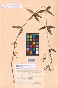 Galium rubioides L., Eastern Europe, Western region (E3) (Russia)