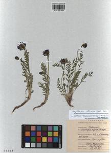 Oxytropis altaica (Pall.) Pers., Siberia, Altai & Sayany Mountains (S2) (Russia)