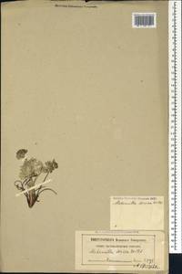 Alchemilla sericea Willd., Caucasus, North Ossetia, Ingushetia & Chechnya (K1c) (Russia)