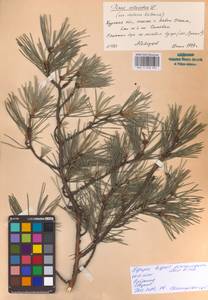 Pinus sylvestris var. sylvestris, Eastern Europe, Central forest-and-steppe region (E6) (Russia)