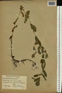 Teucrium scordium L., Eastern Europe, Rostov Oblast (E12a) (Russia)